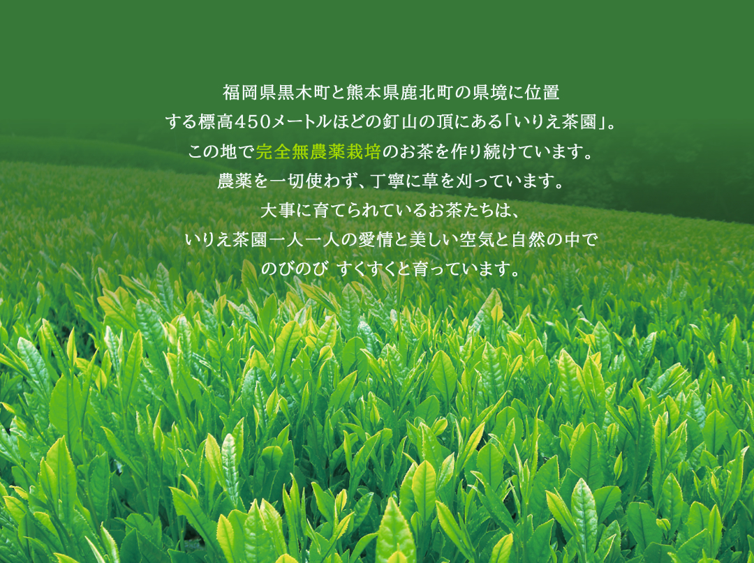 福岡県黒木町と熊本県鹿北町の県境に位置する標高450メートルほどの釘山の頂にある「いりえ茶園」。この地で完全無農薬栽培のお茶を作り続けています。農薬を一切使わず、丁寧に草を刈っています。大事に育てられているお茶たちは、いりえ茶園一人一人の愛情と美しい空気と自然の中でのびのび すくすくと育っています。